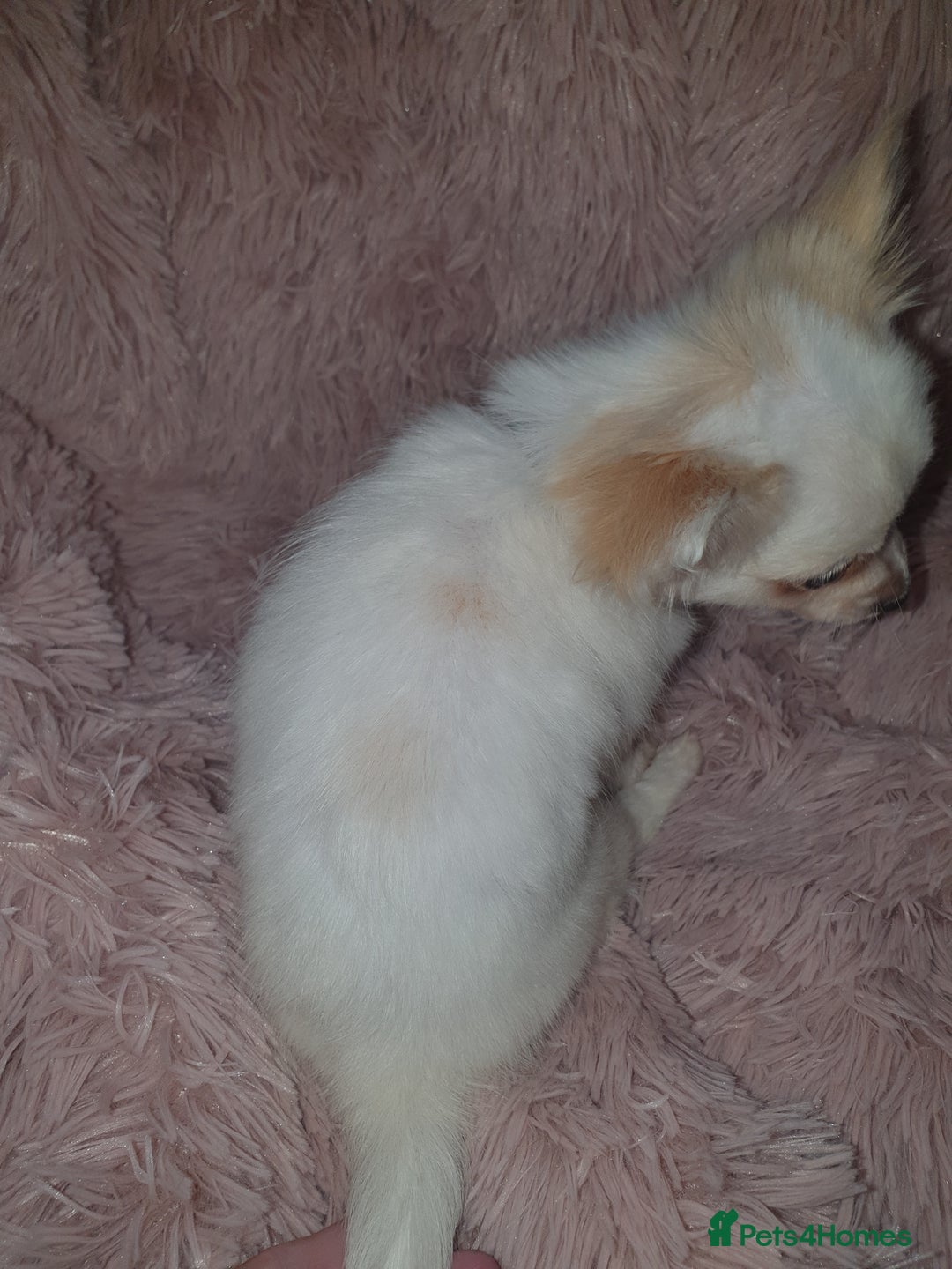 Chihuahua dogs for sale: Tri coloured longcoat apple head - Image 22