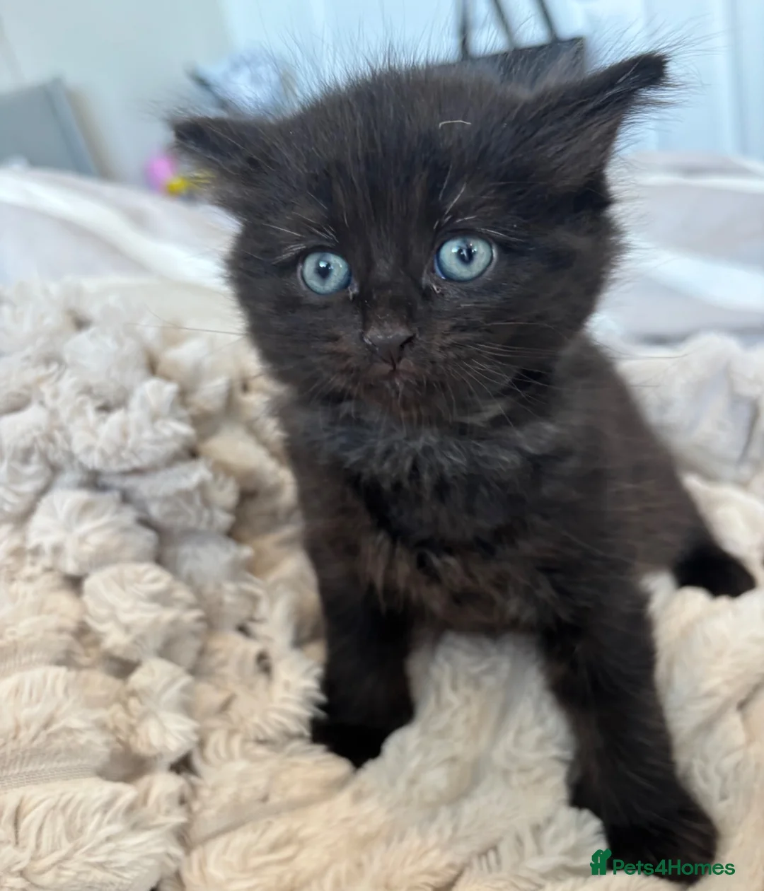 Mixed Breed cats for sale: Mixed Breed fluffy kittens - Advert 1