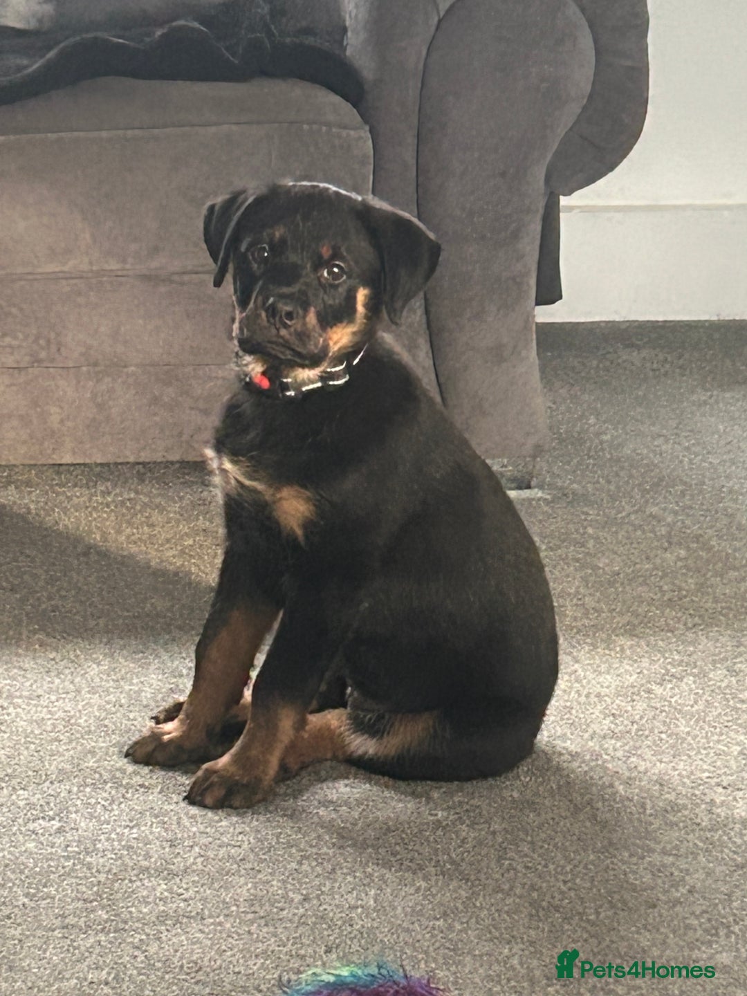 Rottweiler dogs for sale: Rottweiler  - Advert 1