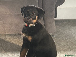 Rottweiler dogs Rottweiler - Advert 1