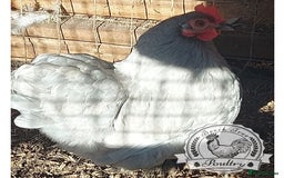 Chickens poultry for sale: 4 x lavender pekin bantams and 1 rooster - Image 5