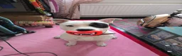 Staffordshire Bull Terrier dogs for sale: Meet star - Advert 3