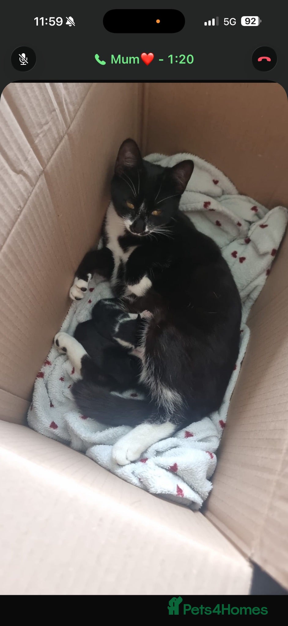 Mixed Breed cats 2 kittens and a mother cat for sale  - Advert 1