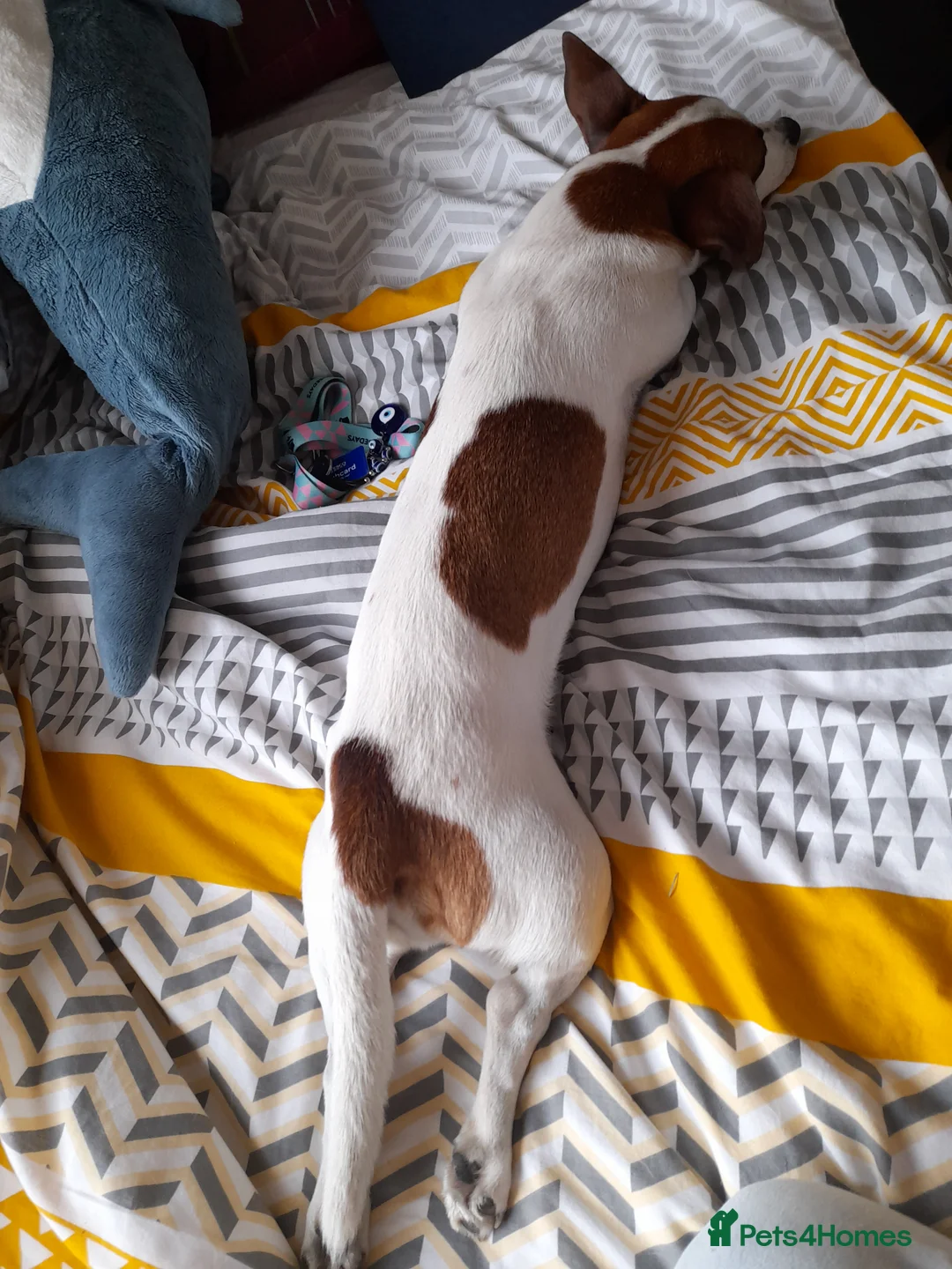 Jack Russell dogs for stud: Handsome Jack Russel boy for Stud in Doncaster - Advert 2