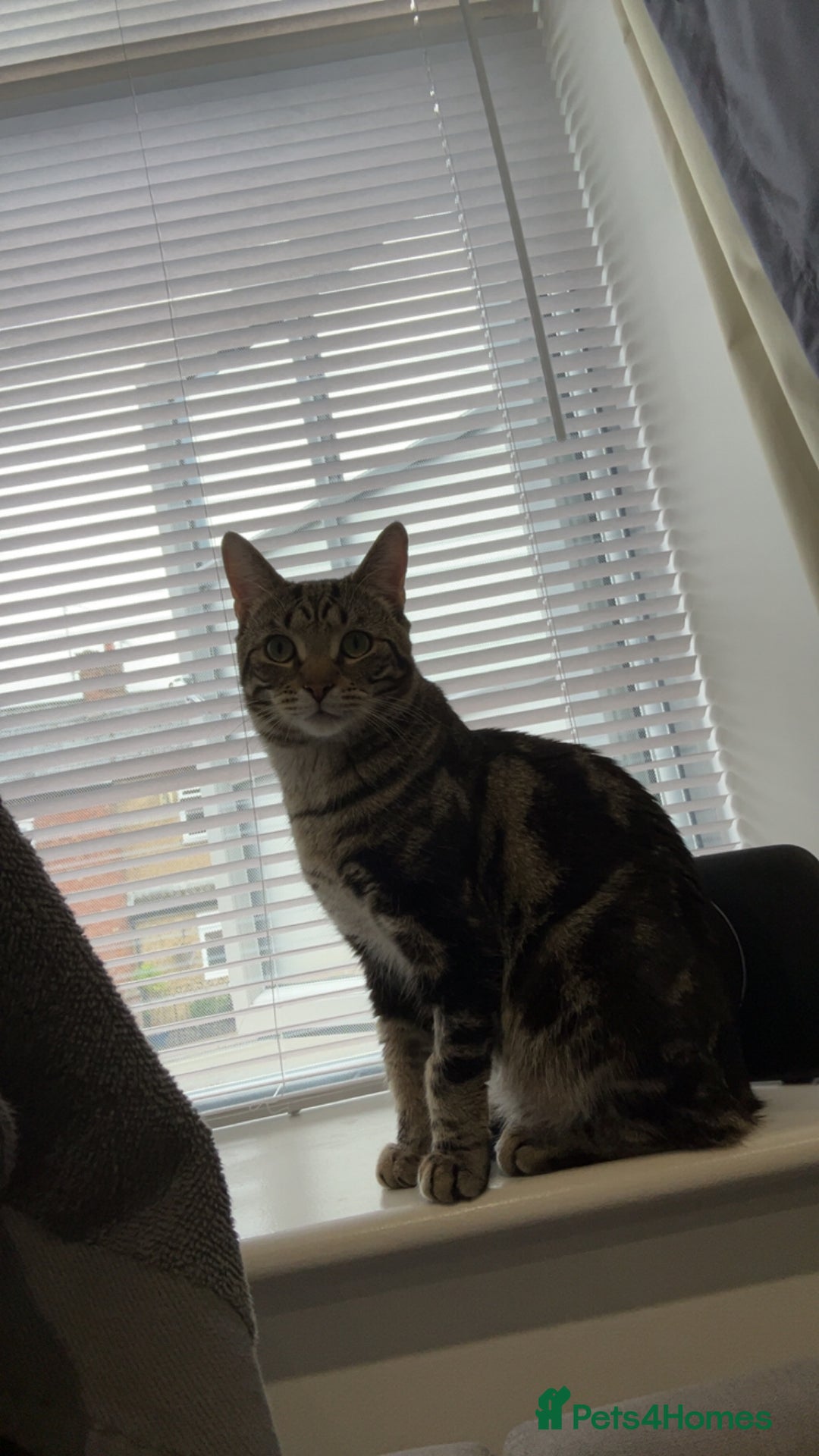 Domestic Shorthair cats for sale: Simba! - Advert 6