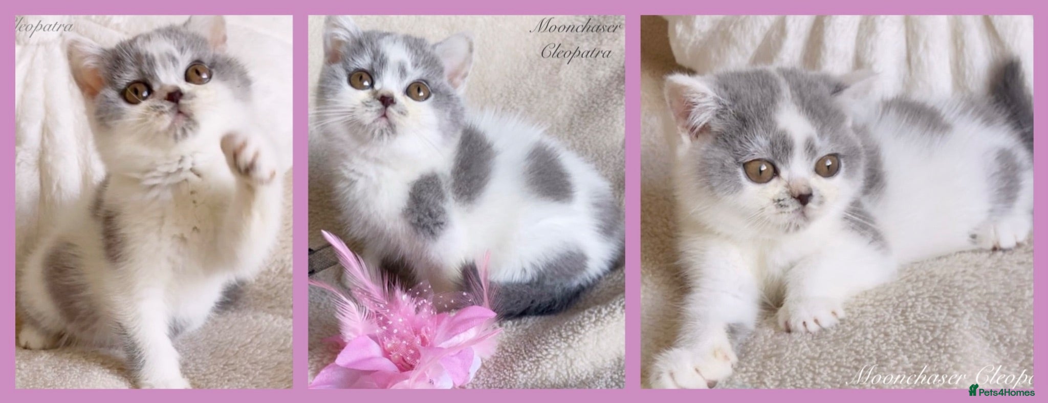 British Shorthair cats Gorgeous British Shorthairs Available TICA Reg - Advert 19