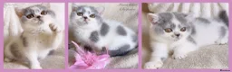 British Shorthair cats for sale: Gorgeous British Shorthairs Available TICA Reg - Advert 1