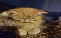 American Shorthair cats for sale: 4 kittens  - Image 2
