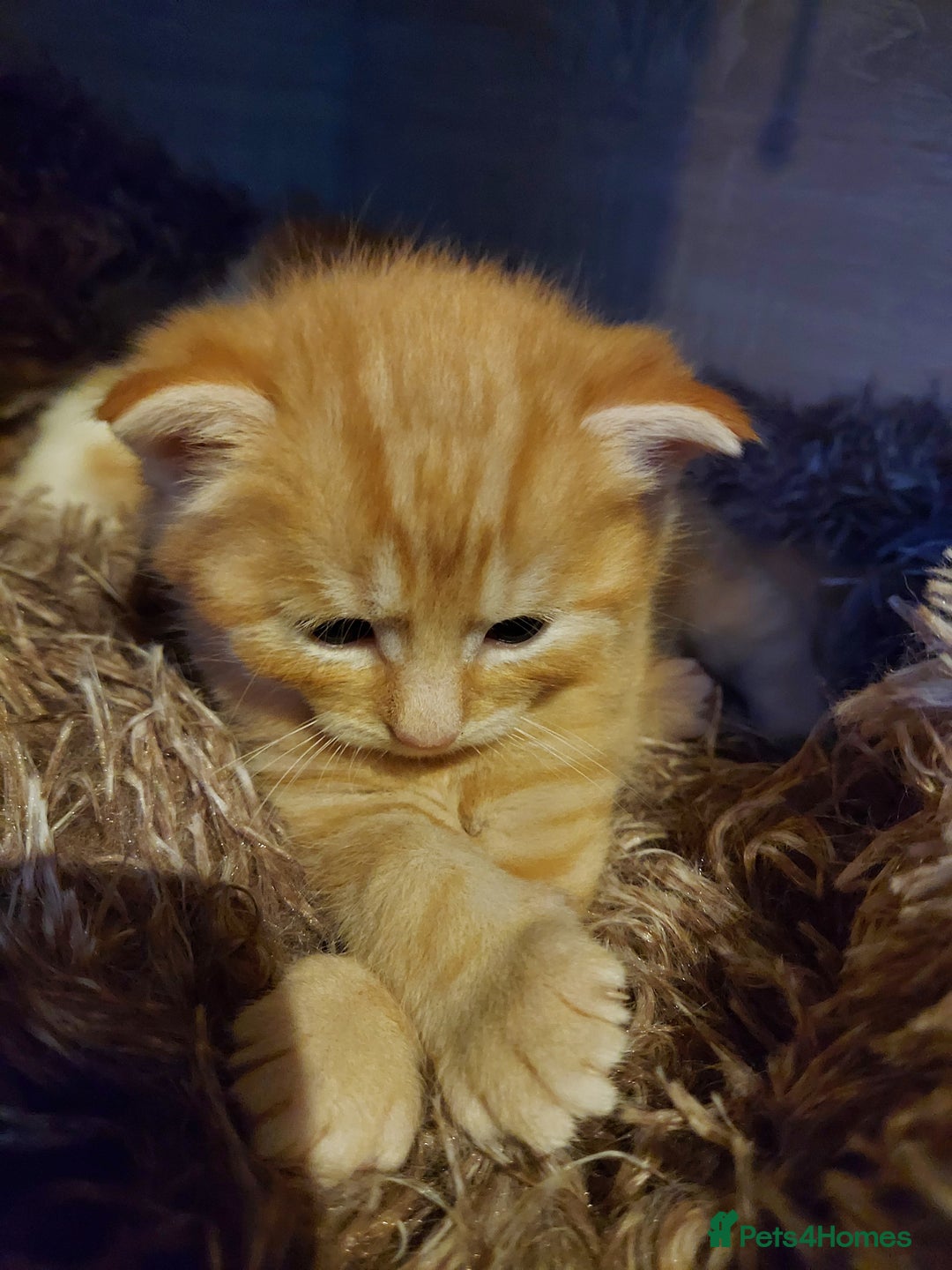 American Shorthair cats for sale: 4 kittens  - Image 2