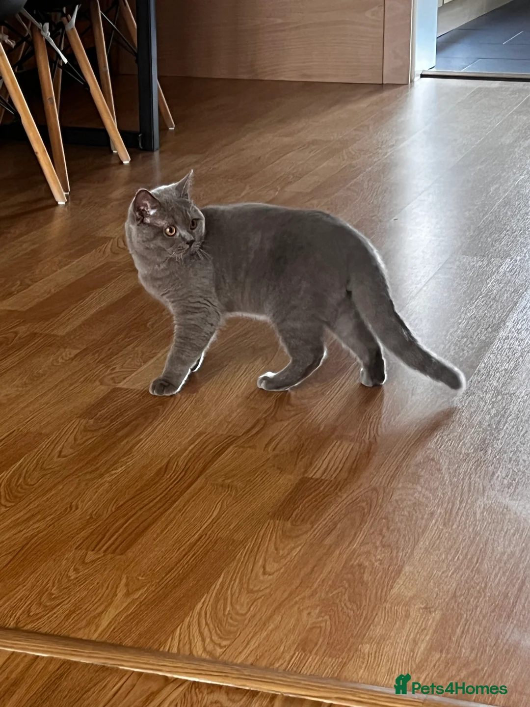 British Shorthair cats for sale: British Short hair - 2 males, 6 months - Advert 6