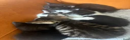 Mixed Breed cats for sale: 6 beautiful kittens ready for their forever home  - Advert 4