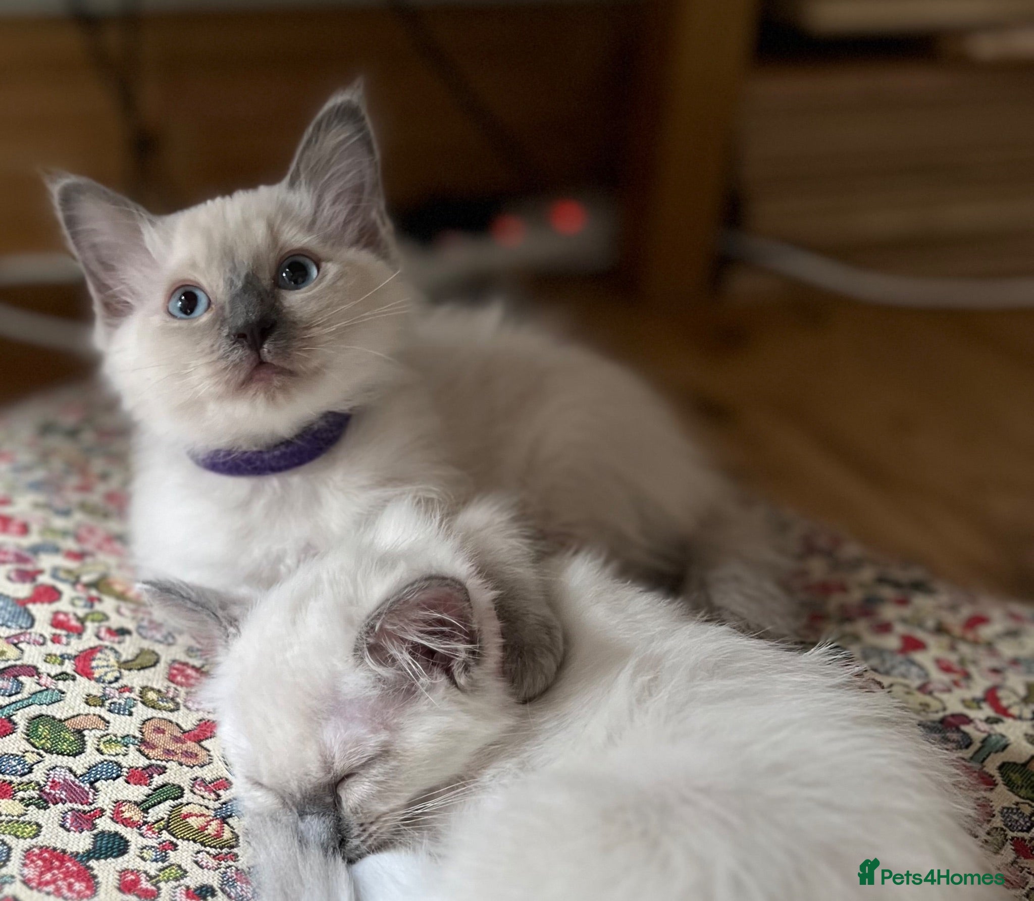 Ragdoll cats Blue Ragdoll kittens Health tested vet checked  - Advert 11