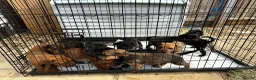 Mixed Breed dogs for sale: CANE CORSO X ROTTWEILER  - Advert 1
