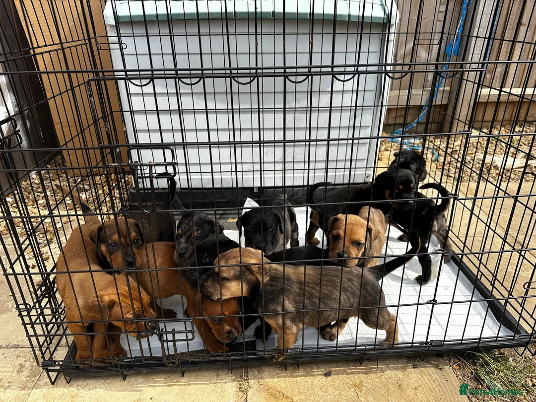 Mixed Breed dogs for sale: CANE CORSO X ROTTWEILER  - Advert 1