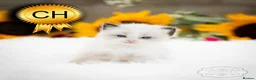 Ragdoll cats for sale: Ragdoll Kitten Boy | CHAMPION PARENTS TICA - Advert 4
