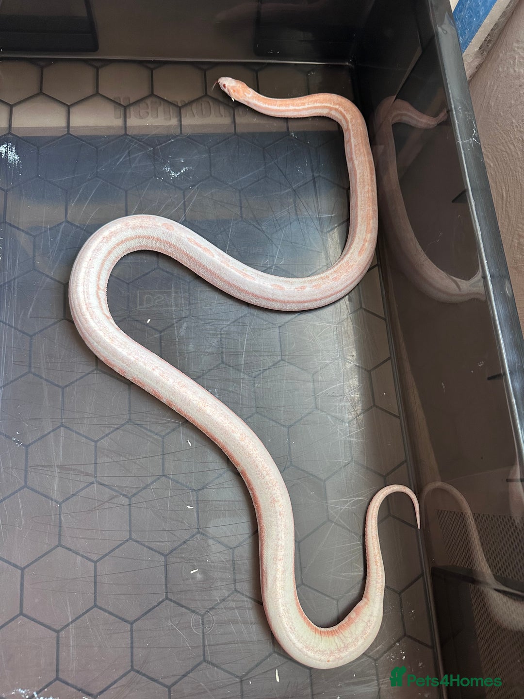 Corn Snake reptiles for sale: Corn snake adult corn snake female  - Advert 4