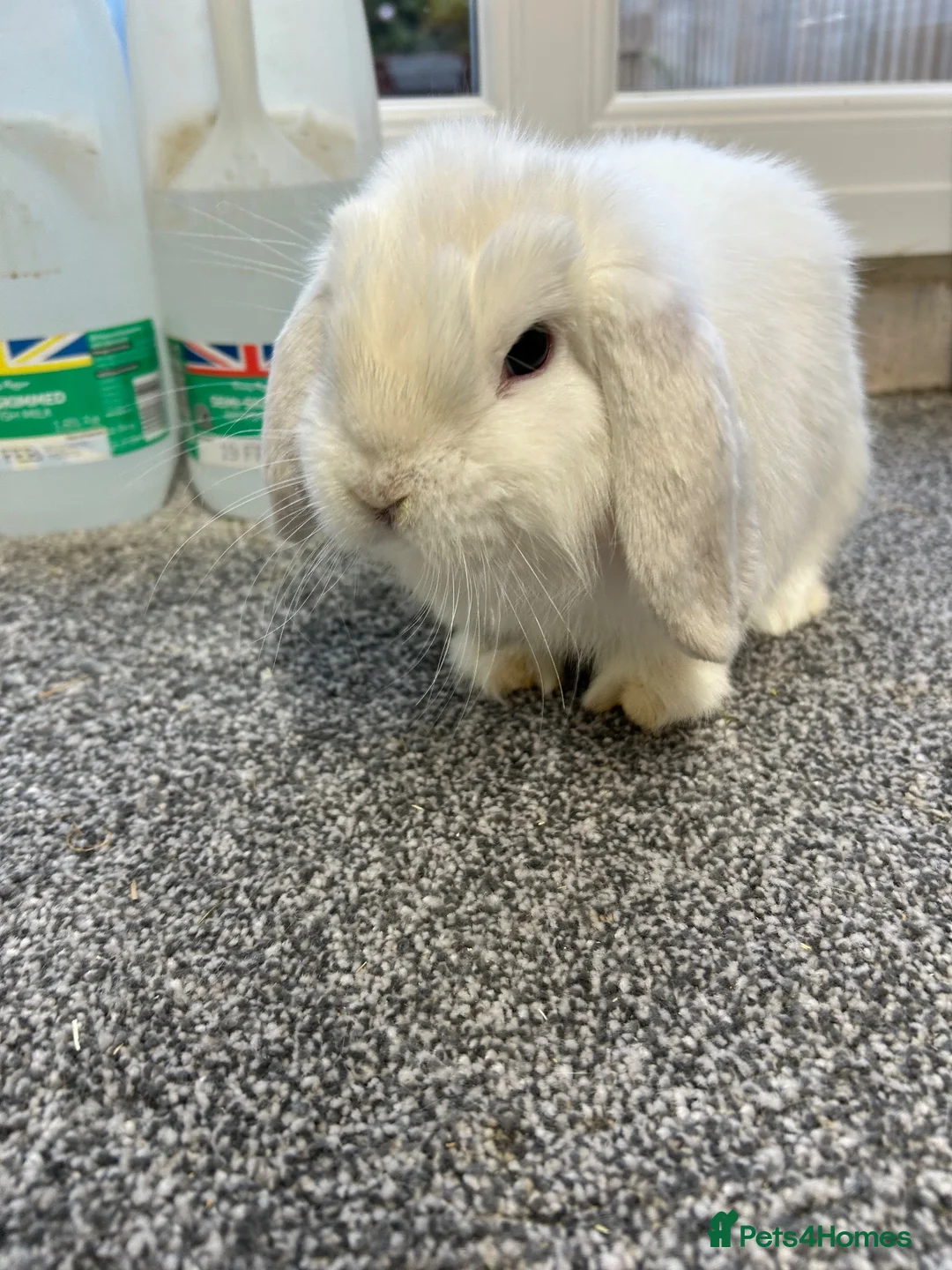 Mini Lop rabbits for sale:  Mini Lop Babies Ready to leave :) - Advert 2