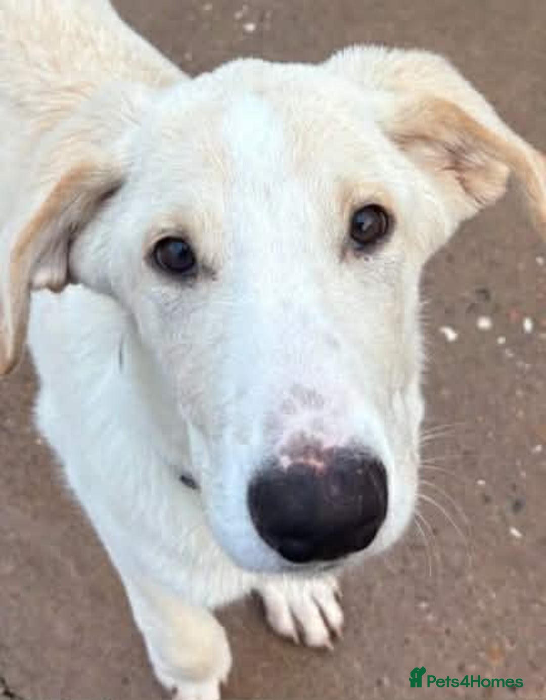 Mixed Breed dogs for adoption: Courageous Kansas  - Advert 3