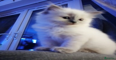 Ragdoll cats in Bournemouth - Advert 12