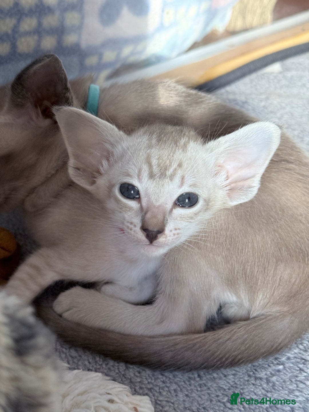 Siamese cats for sale: Cute Siamese kittens  - Image 5