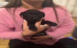 Labrador Retriever dogs for sale: Outstanding Litter of KC registered Labradors  - Image 24