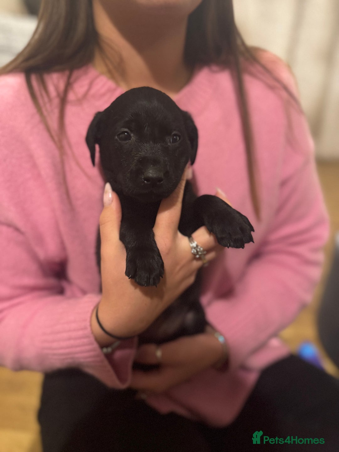 Labrador Retriever dogs for sale: Outstanding Litter of KC registered Labradors  - Image 24