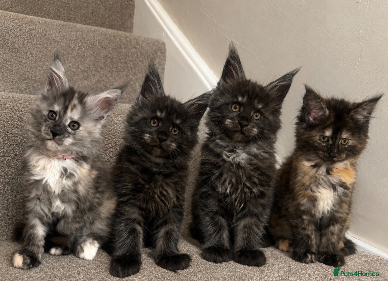 Maine Coon cats Maine coon kittens TICA  - Advert 17