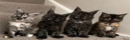 Maine Coon cats for sale: Maine coon kittens TICA  - Advert 3