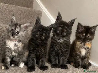 Maine Coon cats Maine coon kittens TICA - Advert 17
