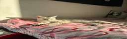 Bengal cats for stud: Female in Peterborough - Advert 7