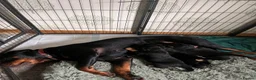 Rottweiler dogs for sale: KC registered Rottweiler puppies for sale  - Advert 7