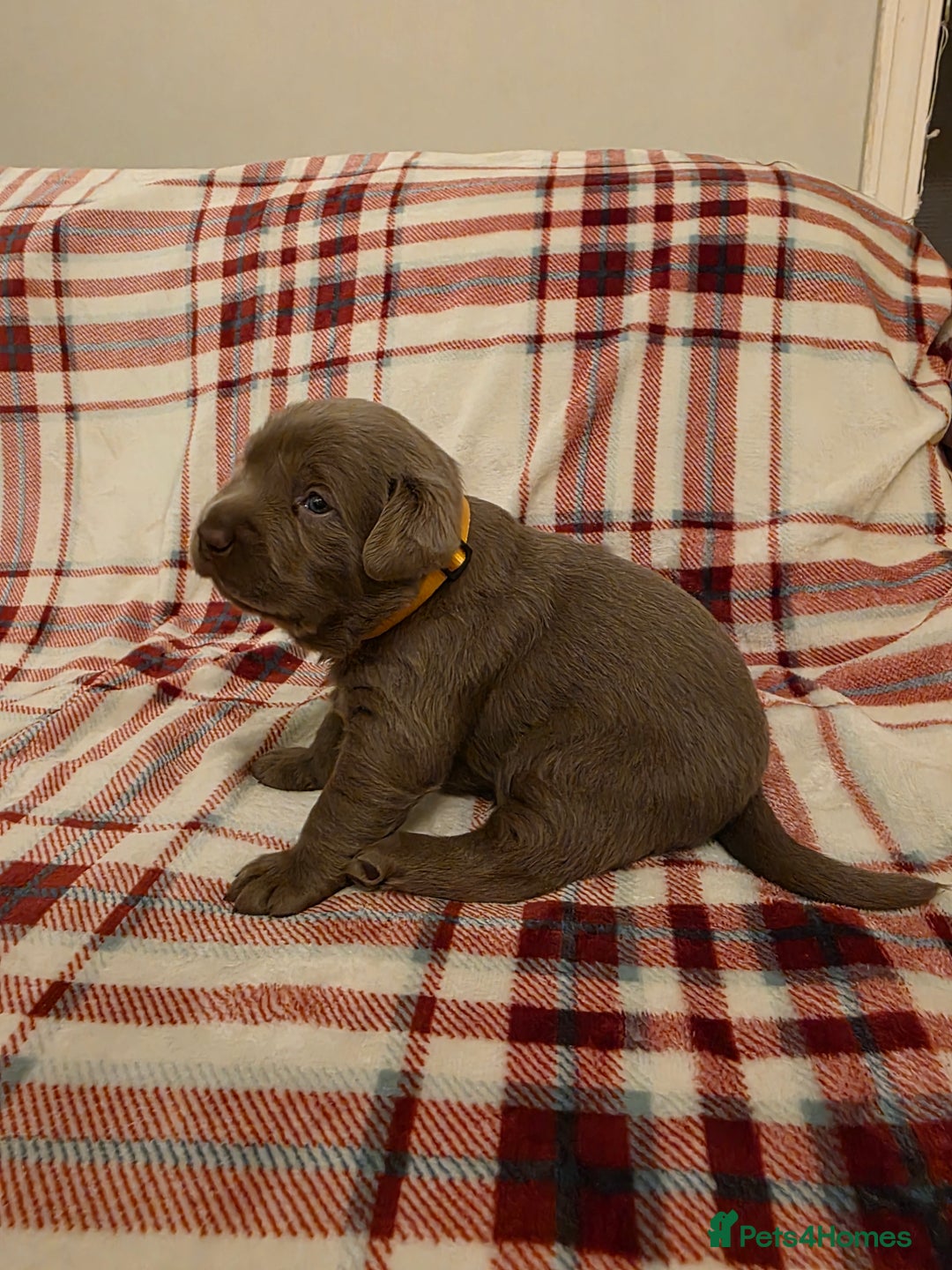 Labrador Retriever dogs for sale: Silver Labrador Puppies For Sale - Advert 33