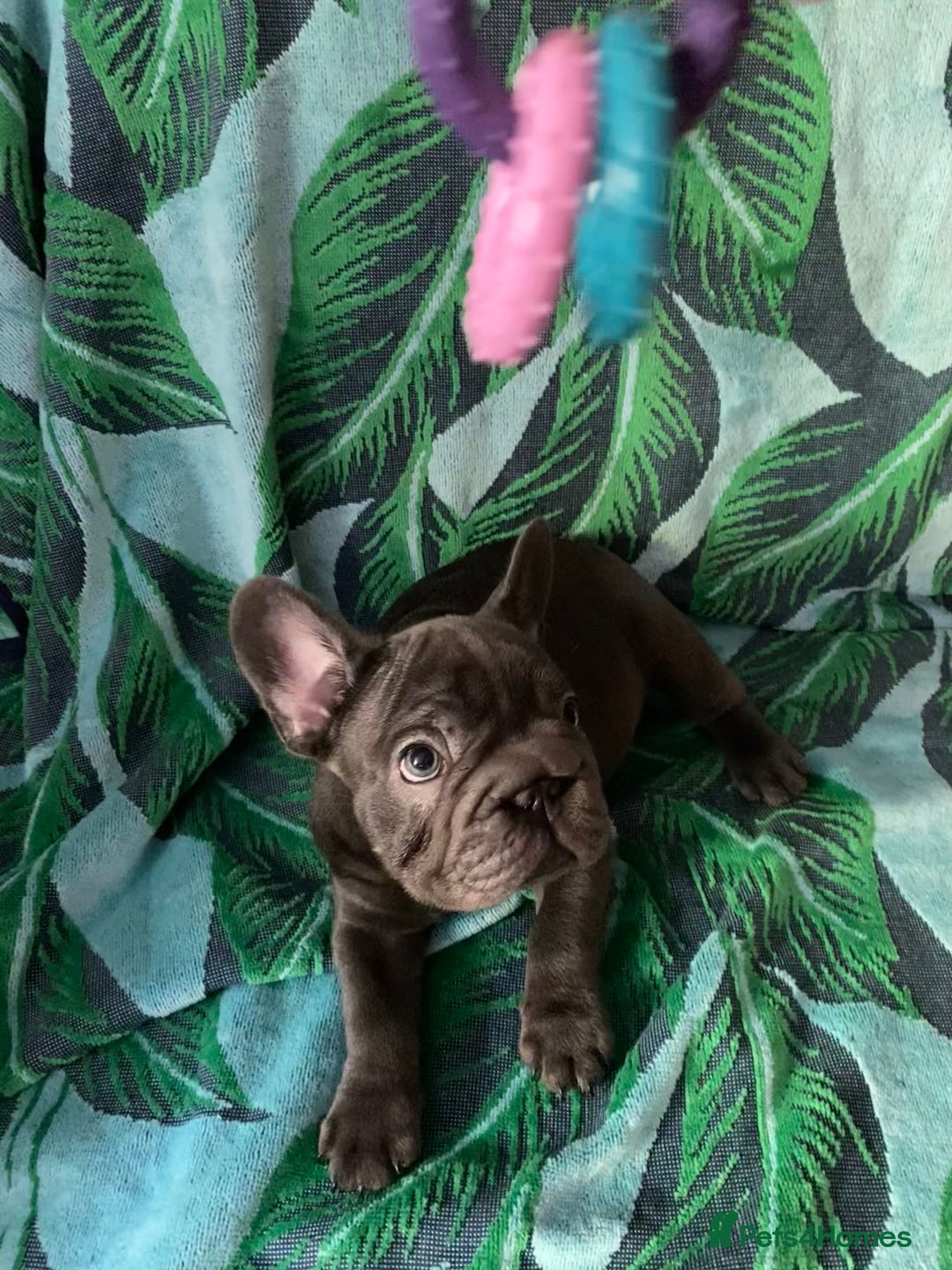 French Bulldog dogs for sale: French Bulldog 4 Boys and 3 girls  - Image 9