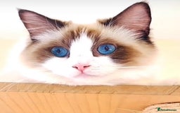Ragdoll cats for sale: GCCF RAGDOLLS  - Image 1