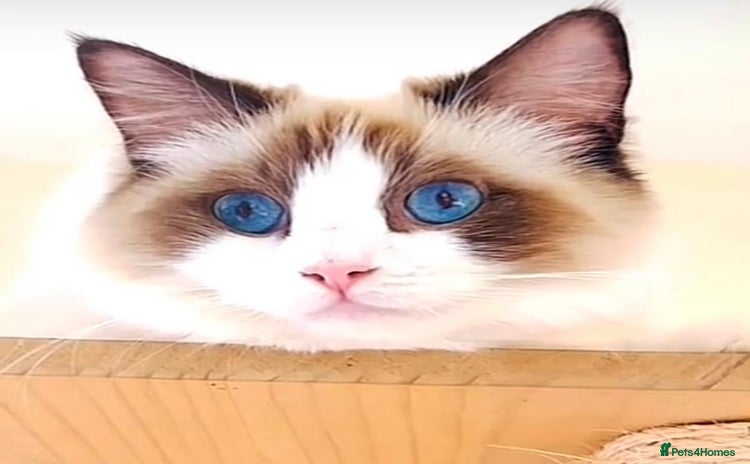 Ragdoll cats - Advert 6