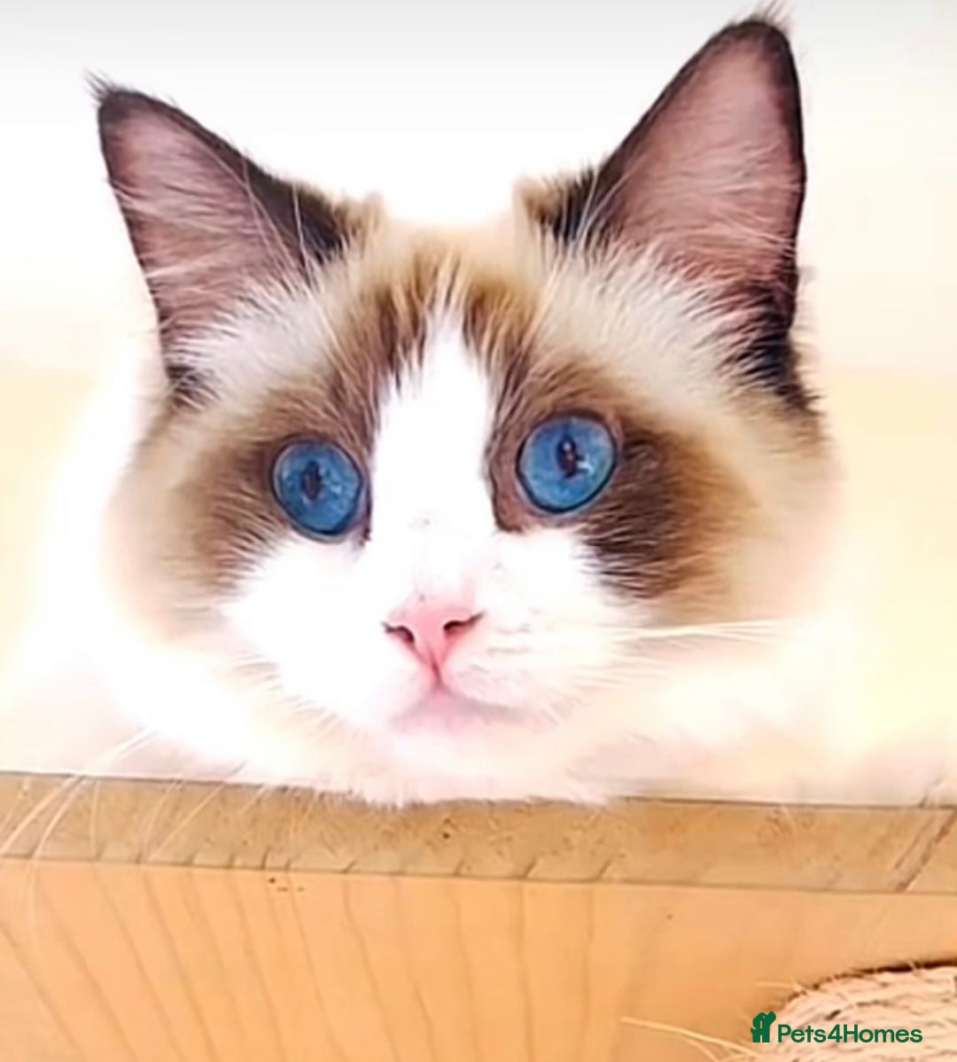 Ragdoll cats for sale: GCCF RAGDOLLS  - Image 1