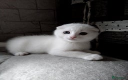 Scottish Fold cats for sale: 1 Scottish fold 1 Scottish straight for sale  - Image 1