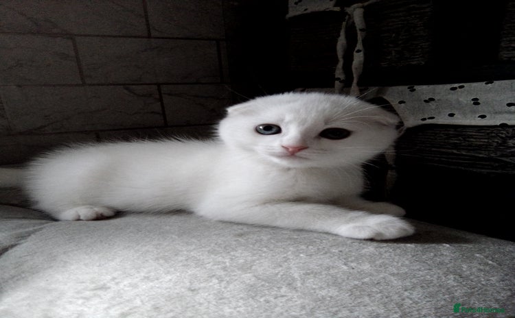 Scottish Fold cats - Advert 16