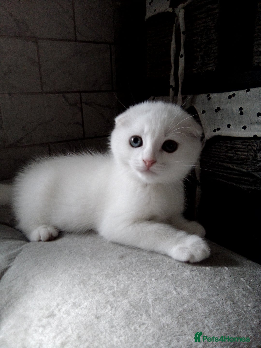 Scottish Fold cats for sale: 1 Scottish fold 1 Scottish straight for sale  - Image 1