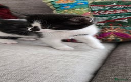 Mixed Breed cats for sale: Heart-Marked & Beautiful Kittens Ready - Image 6