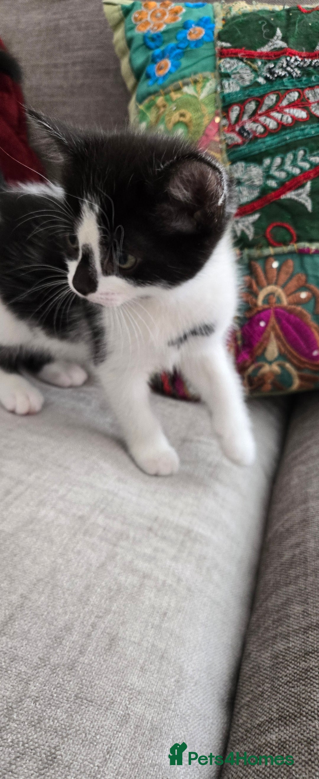 Mixed Breed cats for sale: Heart-Marked & Beautiful Kittens Ready - Image 6
