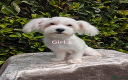 Maltese dogs for sale: Still waiting for love. Beautiful Maltese Puppies - Image 6