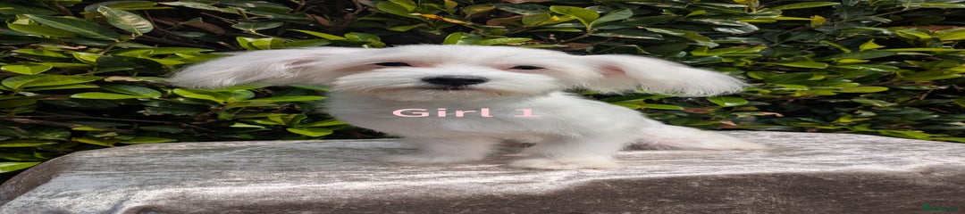 Maltese Puppy 4