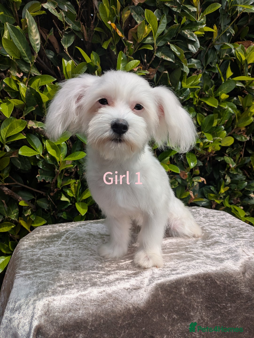 Maltese dogs for sale: Still waiting for love. Beautiful Maltese Puppies - Image 6