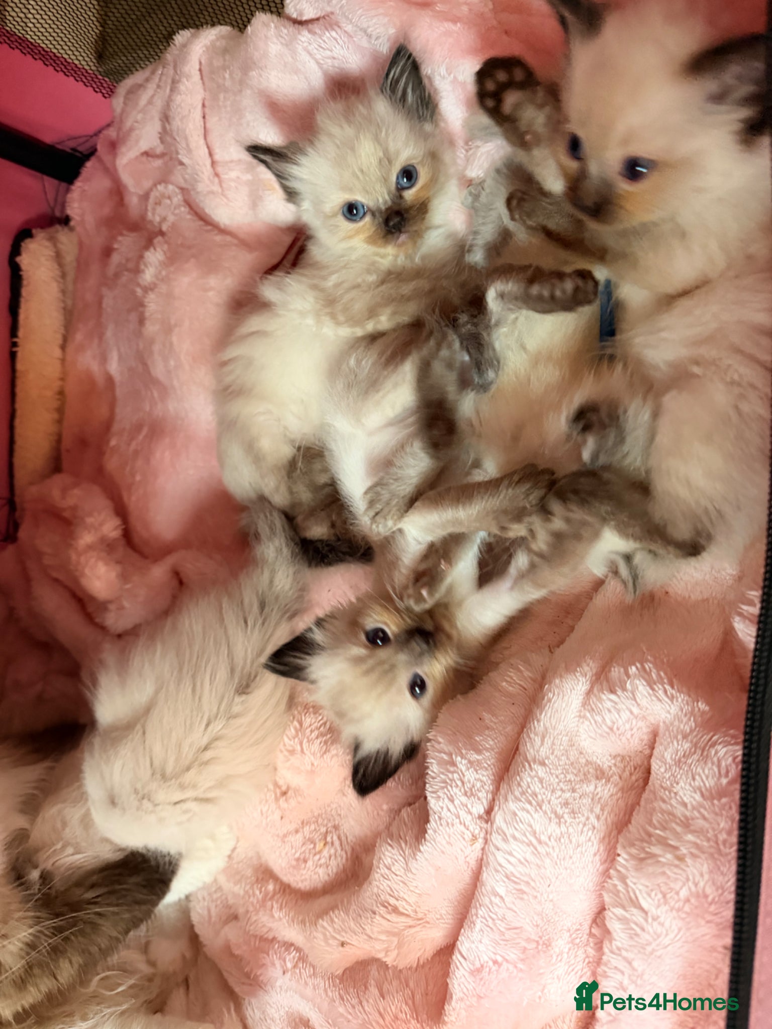 Ragdoll cats Beautiful purebreed ragdoll kittens  - Advert 14