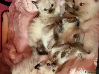 Ragdoll cats Beautiful purebreed ragdoll kittens - Advert 14