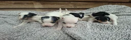 Jack Russell dogs for sale: Outstanding Jack Russel puppies - Advert 16