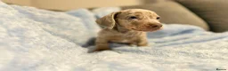 Miniature Dachshund dogs for sale: 7 beautiful puppies available  in Bradford - Advert 10