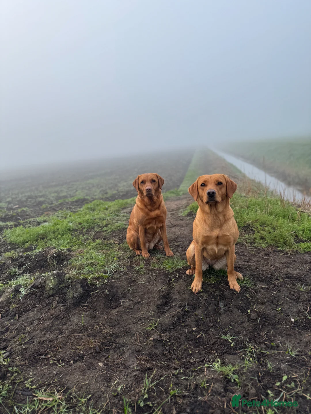 Labrador Retriever dogs for sale: FTCH Bloodline Labradors - Advert 2