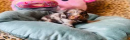 Miniature Dachshund dogs for sale: Gorgeous long‑haired Miniature Dachshund Puppies! - Advert 8
